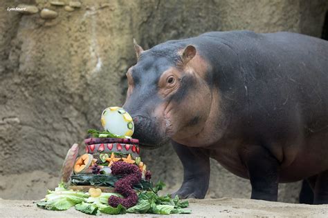 Fiona the World-Famous Hippo | Cincinnati Zoo