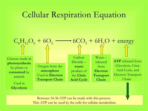 Photosynthesis And Cellular Respiration Equation