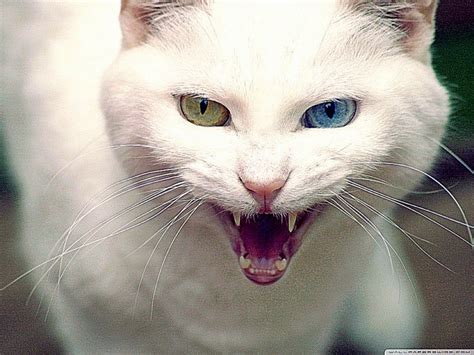 Angry Cat Free Desktop Wallpaper - WallpaperSafari