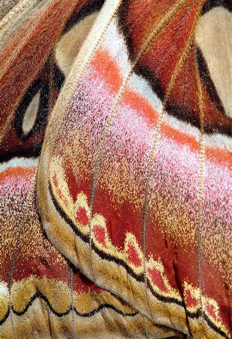 Atlas Moth close up | Patterns in nature, Atlas moth, Butterfly wings