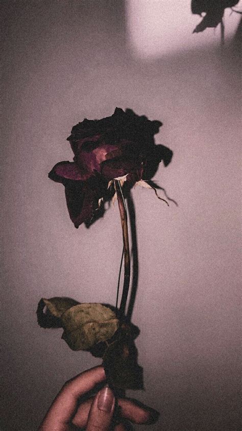 Edgy Aesthetic, Aesthetic Roses, Aesthetic Pictures, Hand Wallpaper, Rose Wallpaper, Wallpaper ...