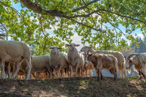 Pack of Sheep Close Together Being Lead by a Sheepherder Stock Image - Image of closeup, herding ...