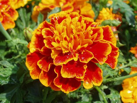 Marigold Seeds – Queen Sophia – DECKER RD. SEEDS