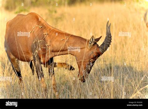 Topi Antelope, Damaliscus lunatus Stock Photo - Alamy