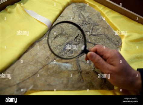 Liaoning fossil hi-res stock photography and images - Alamy