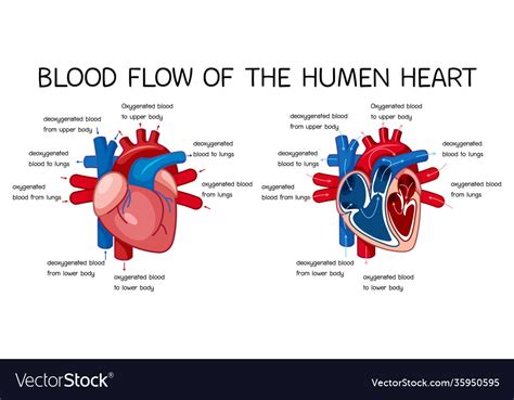 Blood Flow Through The Heart Chart, Heart Blood Flow Circulation Anatomical Diagram With Atrium ...