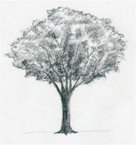 Draw A Tree Simply And Easily