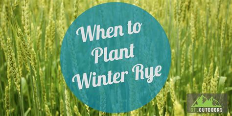 When to Plant Winter Rye Seed? Everything You Need to Know - GFL Outdoors