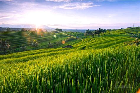 Koleksi gambar gambar pemandangan alam pegunungan dan sawah Terbaru ...