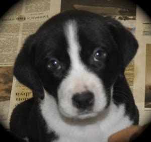 Cute Puppy Dogs: black and white beagle puppies