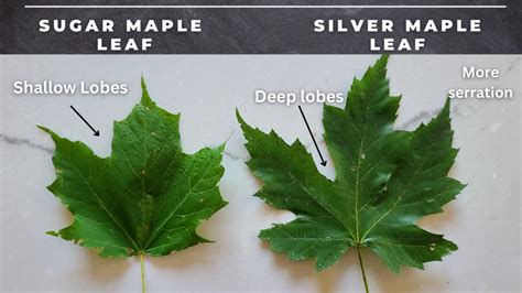 Sugar Maple Tree Leaves