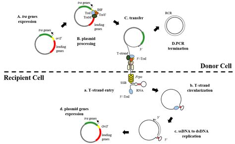 Antibiotics | Free Full-Text | Plasmid-Mediated Transfer of Antibiotic ...