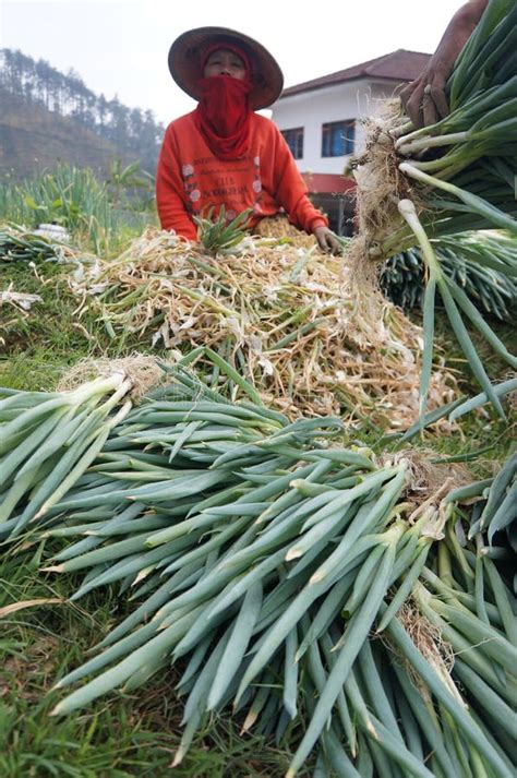 Harvesting leeks editorial photography. Image of agave - 61402092