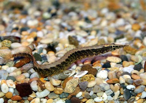 Half-banded Spiny Eel (7-9cm) - SWEET KNOWLE AQUATICS ONLINE SHOP