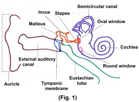 Oval Window Cochlea Of