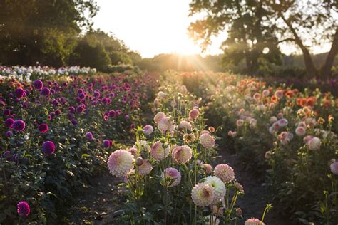 Home & Living Pre-divided from Family Farm Lights Out Dahlia Tubers All ...