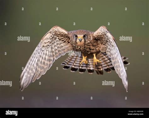 Eurasian Kestrel (Falco tinnunculus) flying Stock Photo - Alamy