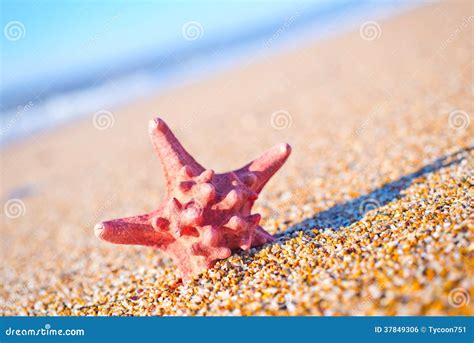 Star fish stock photo. Image of mollusk, fishing, holiday - 37849306