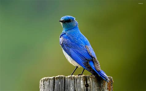 Mountain Bluebird wallpaper - Animal wallpapers - #6600