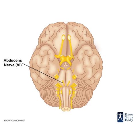 Abducens Nerve - Function, Location, Anatomy and FAQs