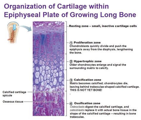 Cartilage and Bones | Epiphyseal plate, Cartilage, Bones