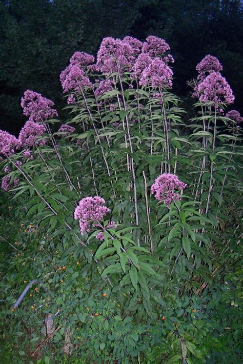 West Virginia Native Wildflowers-The Big Year, 2013: Cool August Wildflowers