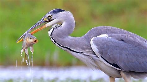 Grey Heron - Profile | Facts | Juvenile | Habitat | Communication - Bird Baron