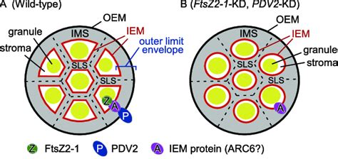 A model for the internal structure of a rice amyloplast containing... | Download Scientific Diagram