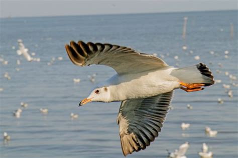 Free Images : wing, pelican, seabird, gull, beak, baby, stork, vertebrate, water bird, birth ...