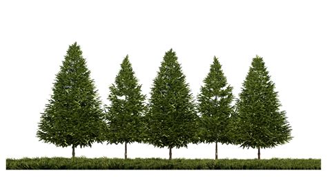 3ds rendering image of front view of pine trees on grasses field 12176974 PNG