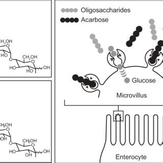 Acarbose mechanism of action: competitive inhibition of the intestinal... | Download Scientific ...