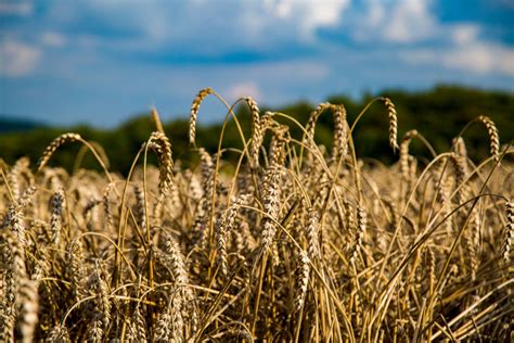 Cereal Plant Field Free Stock Photo - Public Domain Pictures