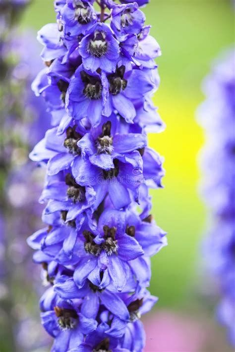 Blue Delphinium Beautiful Flowers in Summer Garden Stock Image - Image ...