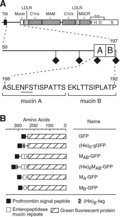 Enteropeptidase mucin repeats and chimeric proteins. A, structure of... | Download Scientific ...