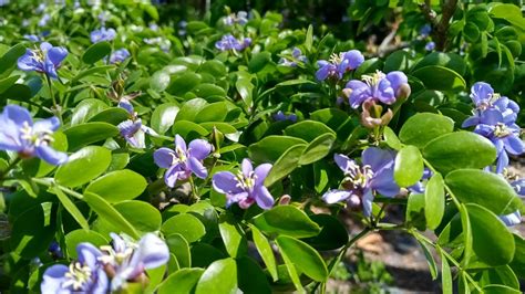 Lignum Vitae Barbados Blue Tree (guaiacum Officinale ...