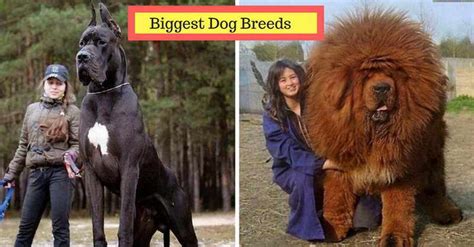 10 Biggest Dog Breeds In The World You’d Want To Own