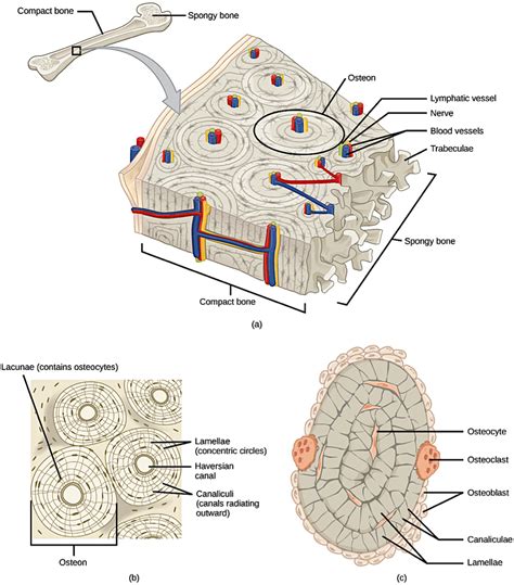 Bone: Structure & Function