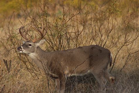 Texas hunting license, stamp listings for 2023-24 seasons