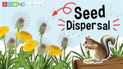 Seed Dispersal - YouTube