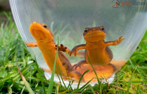 Robin Loznak Photography: Newt mating season