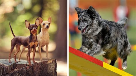 Meet the New Dog Breeds Recognized by AKC in 2022: Mudi and Russian Toy | DogTails