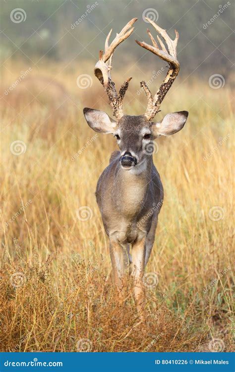 Young buck but big antlers stock photo. Image of grunt - 80410226