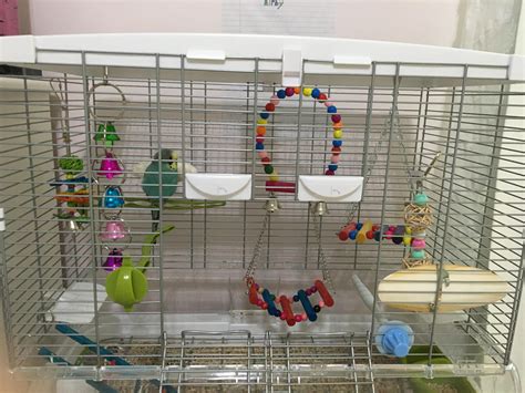 Advice on cage setup for budgie : r/parrots