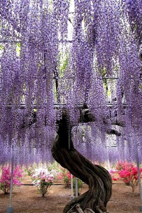 21 best images about Wisteria tree on Pinterest | Gardens, Trees and Parks