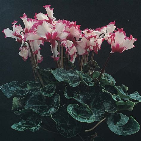 Cyclamen africanum, Cyclamen (Species) African Cyclamen in GardenTags plant encyclopedia