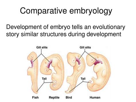 Comparative Embryology Shows Common Ancestry