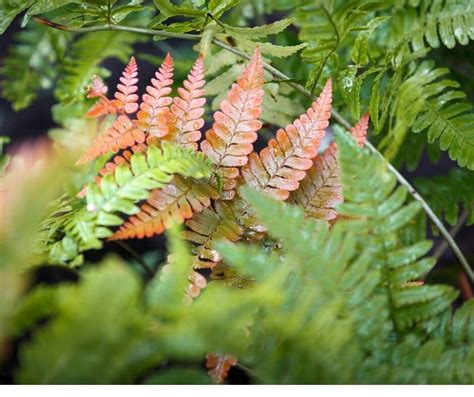 Deer Resistant Ferns: The Top Five Picks — Gardening, Herbs, Plants, and Product Reviews