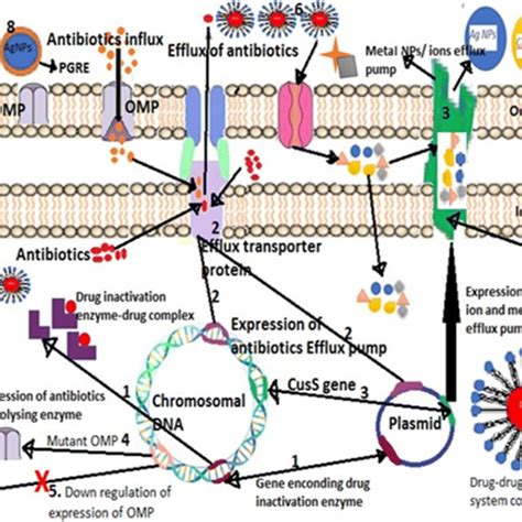 Mechanisms Of Antibiotic Resistance