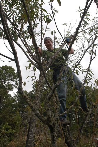 Orchard pruning « Bosque Village