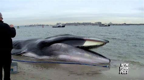 Rescue Crews Race to Save 60-Foot Beached Whale | New York Post - YouTube